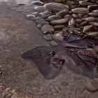 Transparente...